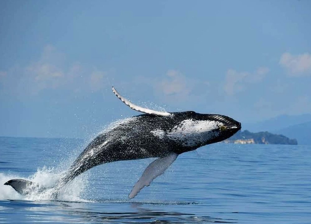 Bester Walbeobachtungsausflug in der Bucht von Samana