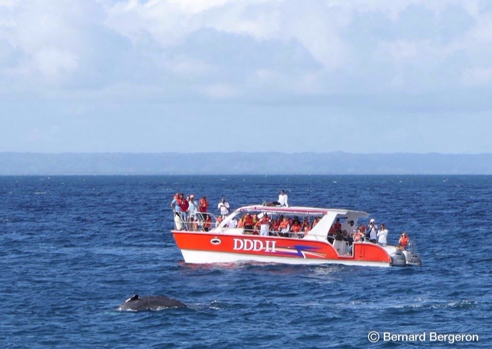 Samana Whale Watching Tours in DR